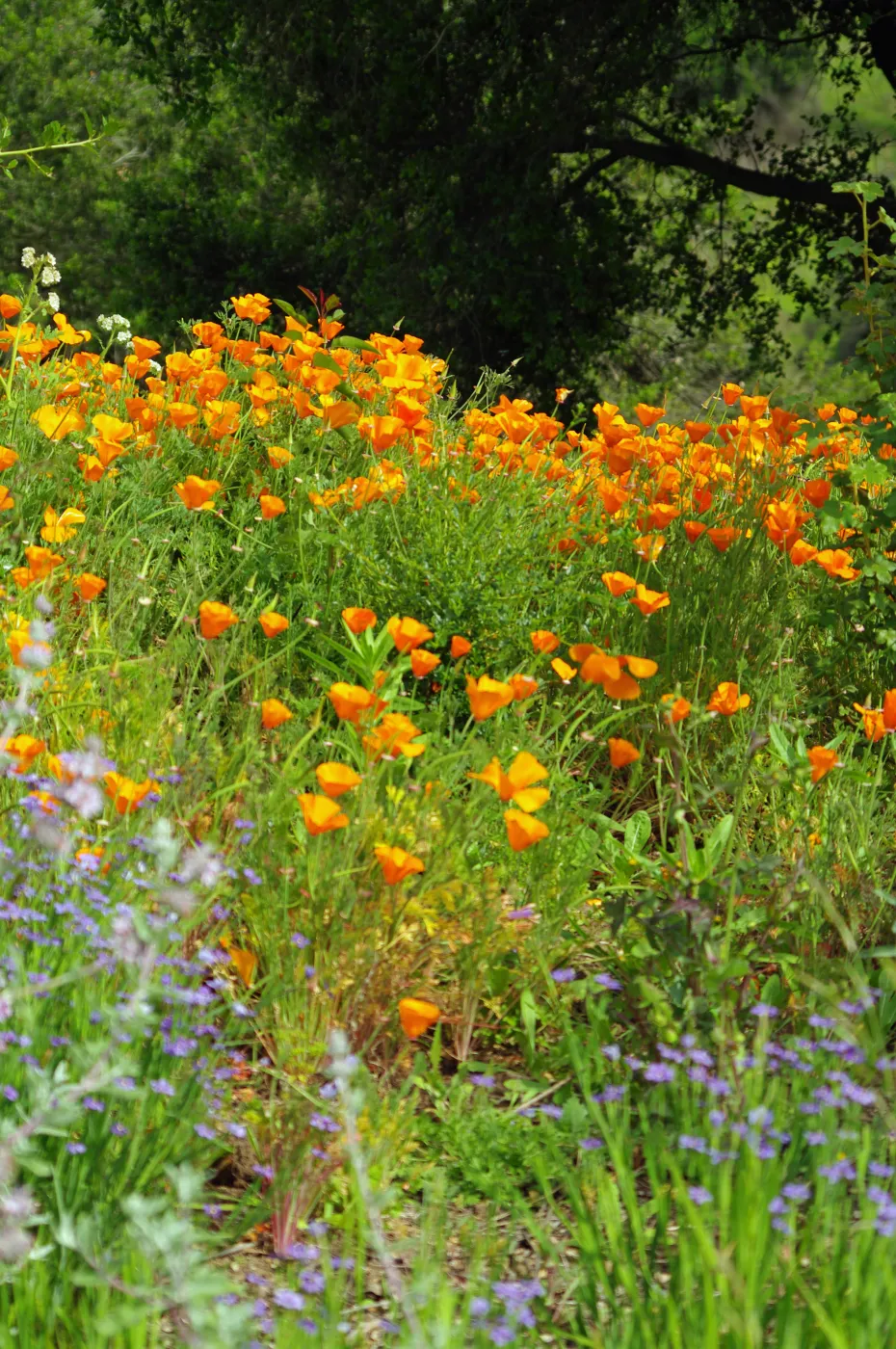 poppies and blue-eyed grass, wildflowers, Santa Barbara Botanic Garden, March 2011, © Gary Margeson