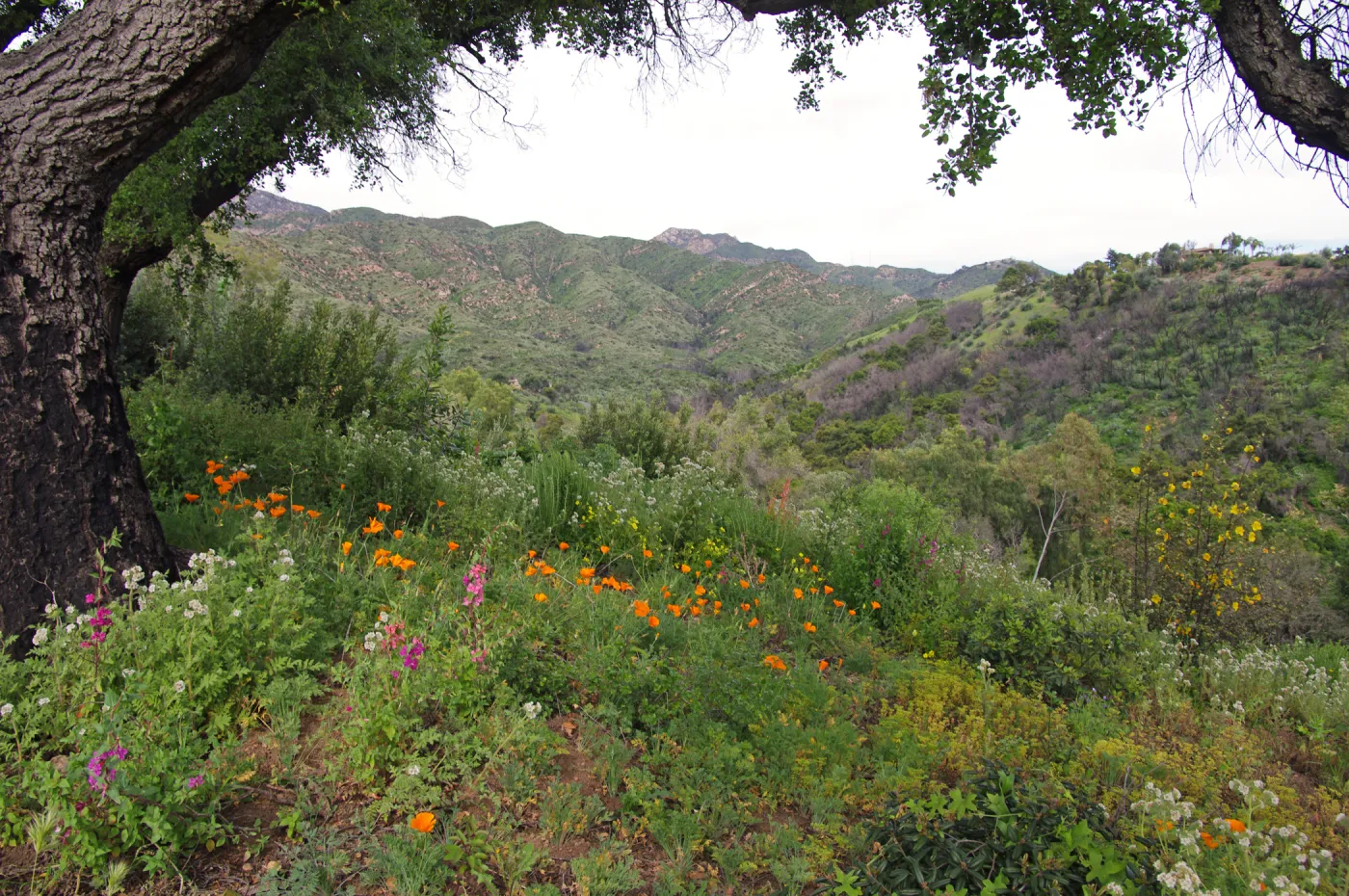 wildflowers on the Porter Trail, East Slope, Santa Barbara Botanic Garden, March 2011, © Gary Margeson