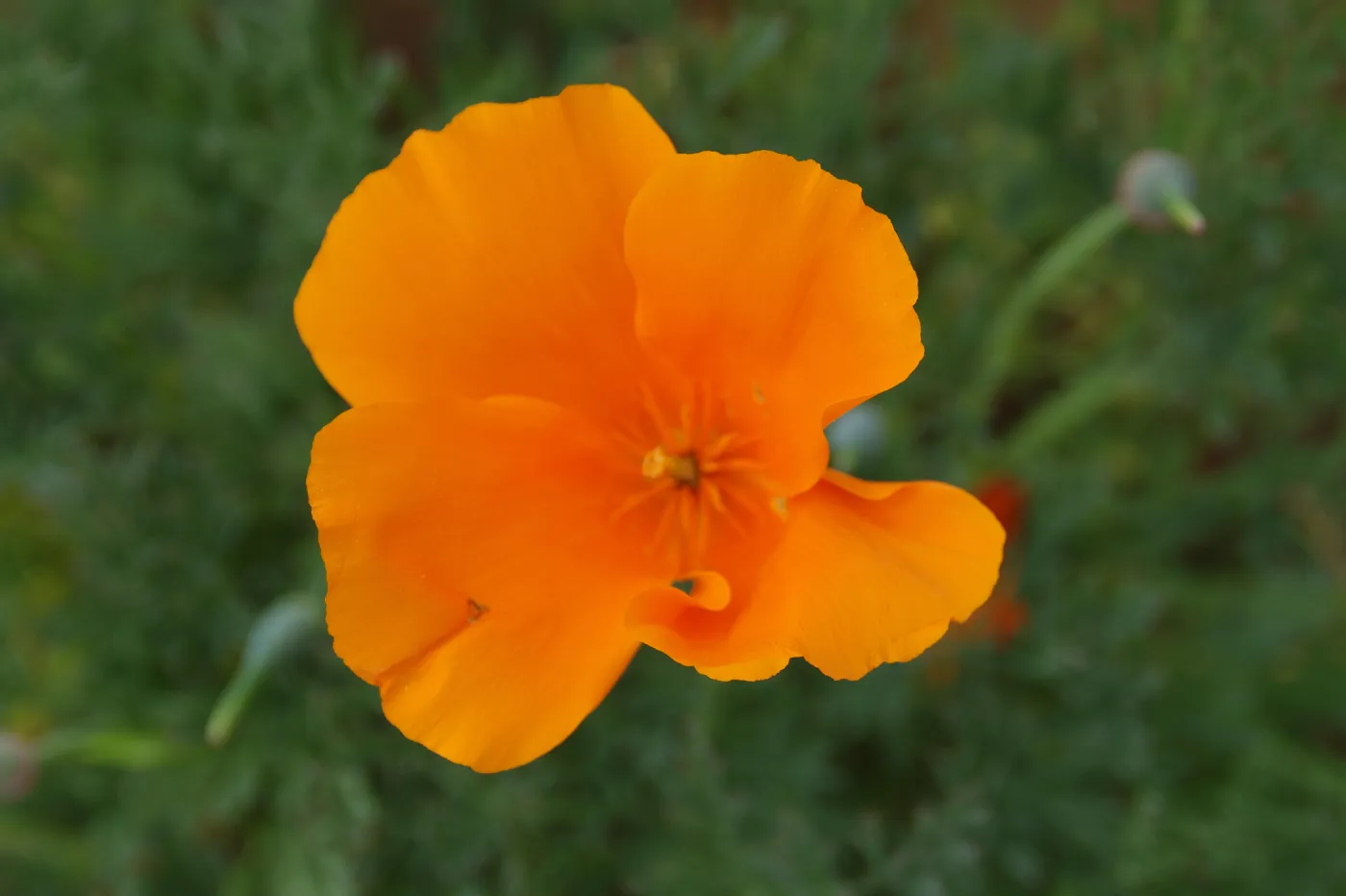 Eschscholzia californica, flower close-up, Santa Barbara Botanic Garden, March 2011, © Gary Margeson