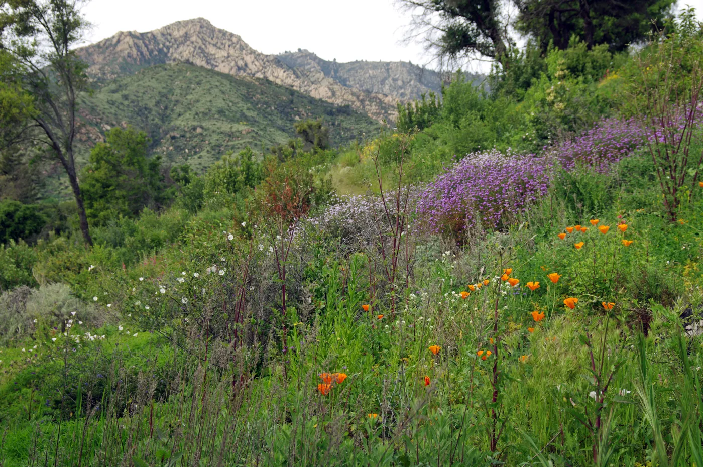 Porter Trail, view to the mountains, La Cumbre Peak, wildflowers, Santa Barbara Botanic Garden, March 2011, © Gary Margeson