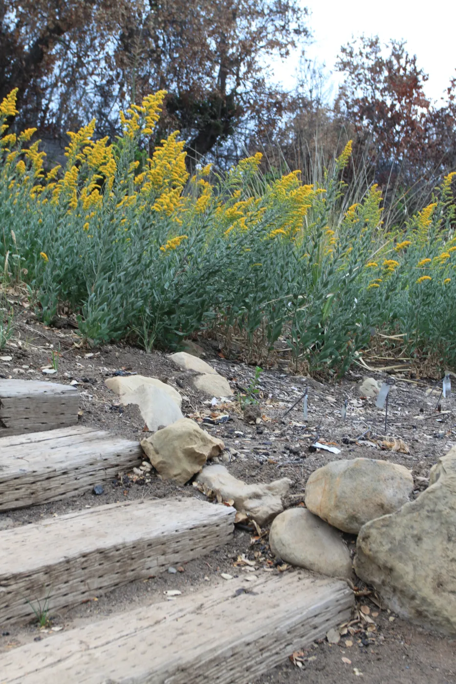 yellow flowers, old entrance steps, Art from the Ashes event, SBBG