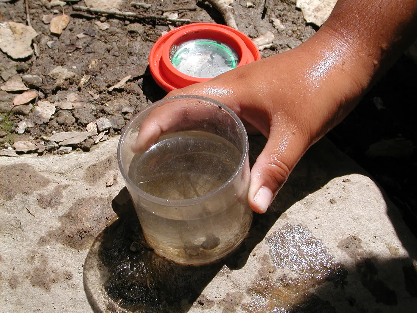 aquatic life from Mission Creek, SBBG Summer Nature Camp, 2002