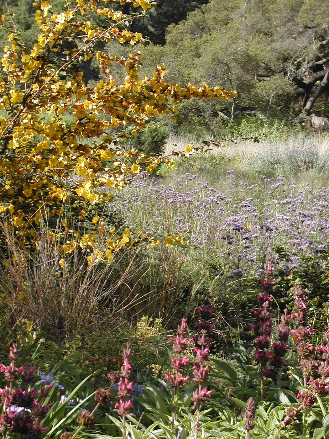 Fremontodendron in bloom, wildflowers in the Meadow, SBBG