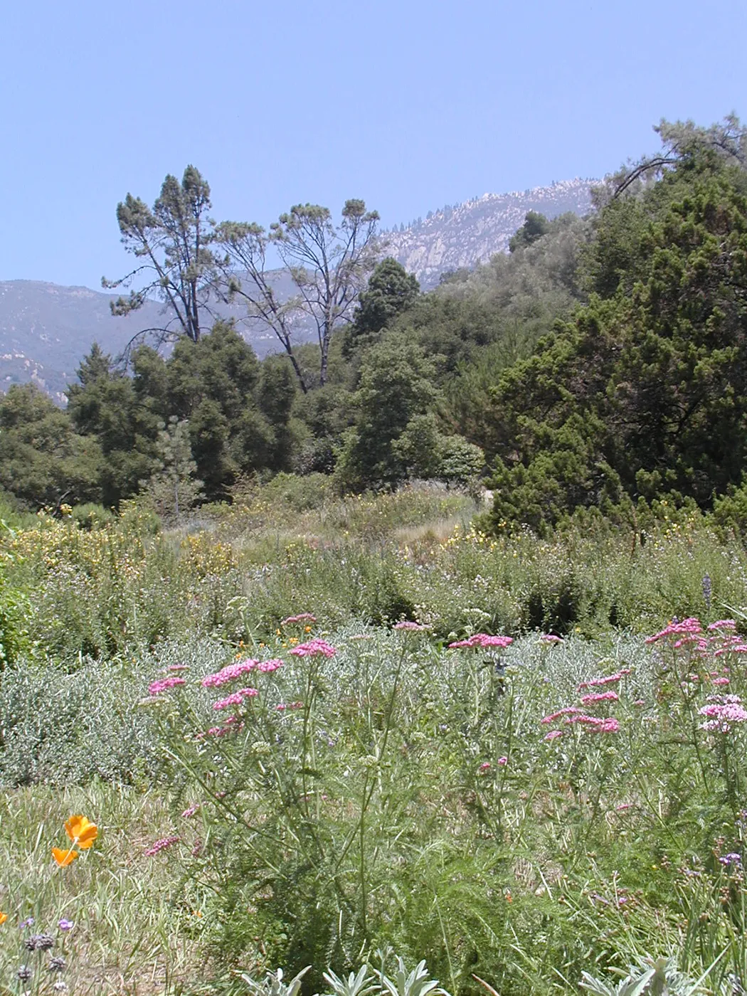 wildflowers in the Meadow, SBBG