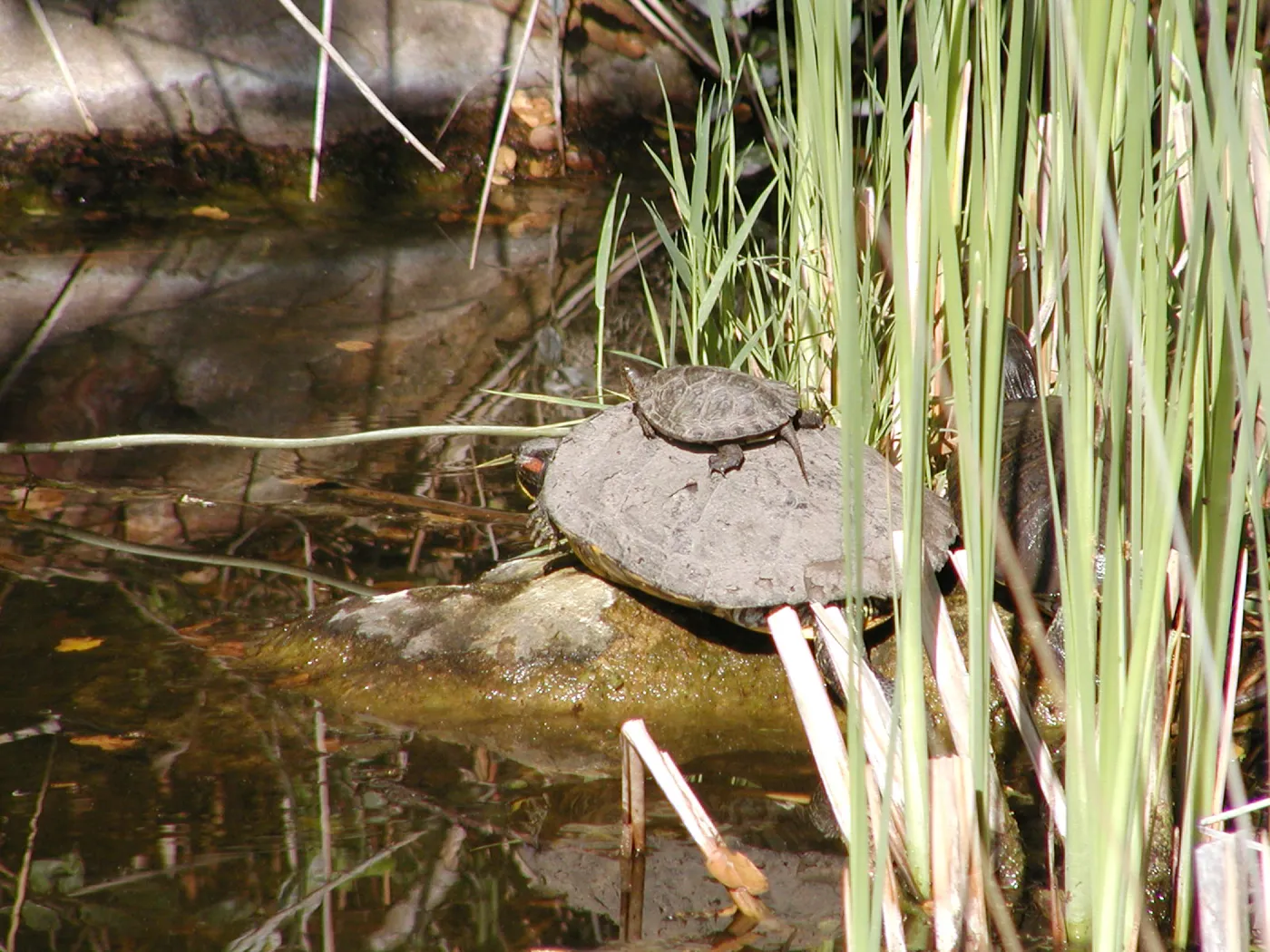 turtle in the Meadow Pond, SBBG