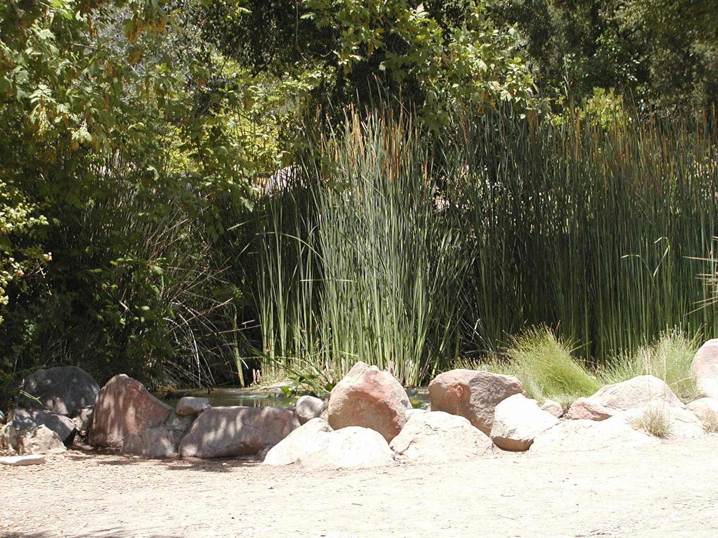 Meadow Pond, SBBG