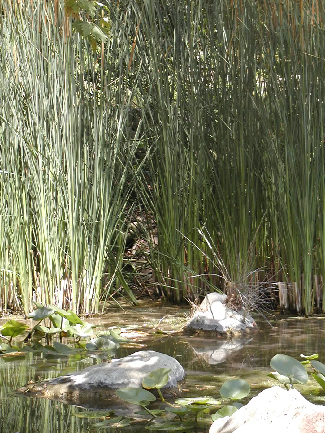 Meadow Pond, SBBG