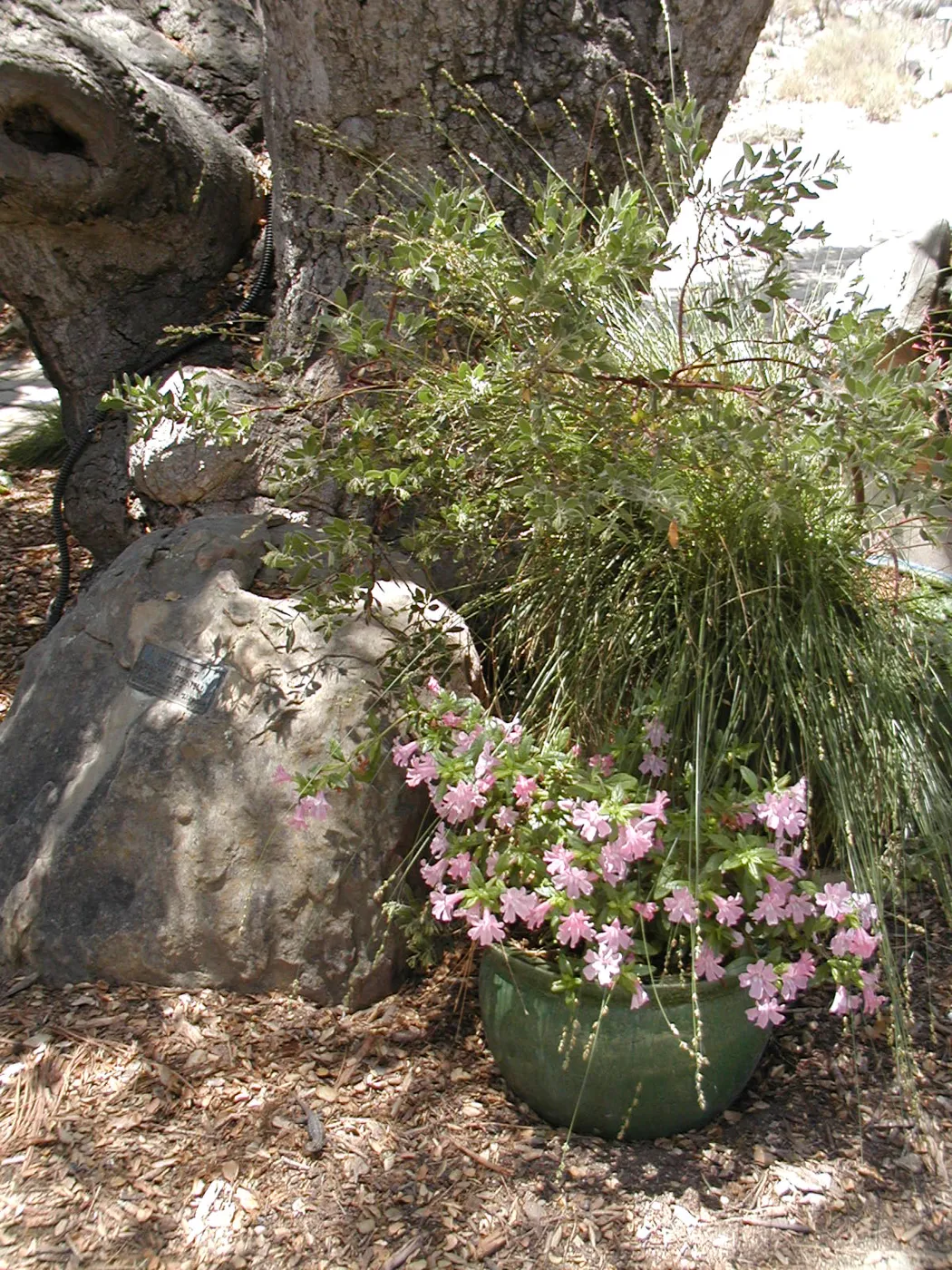 potted plant, SBBG