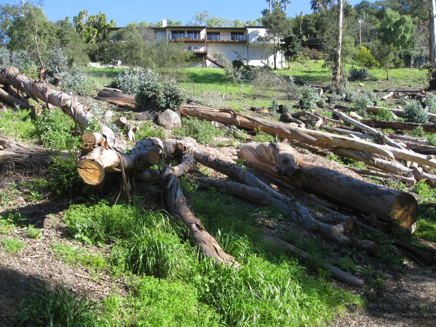 Eucalyptus removal at the Van Schaick property