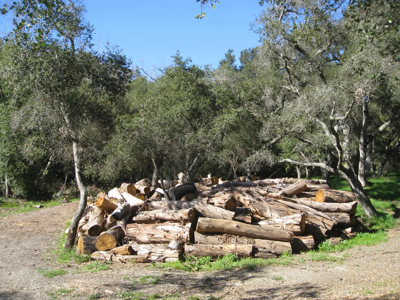 Eucalyptus removal at the Van Schaick property