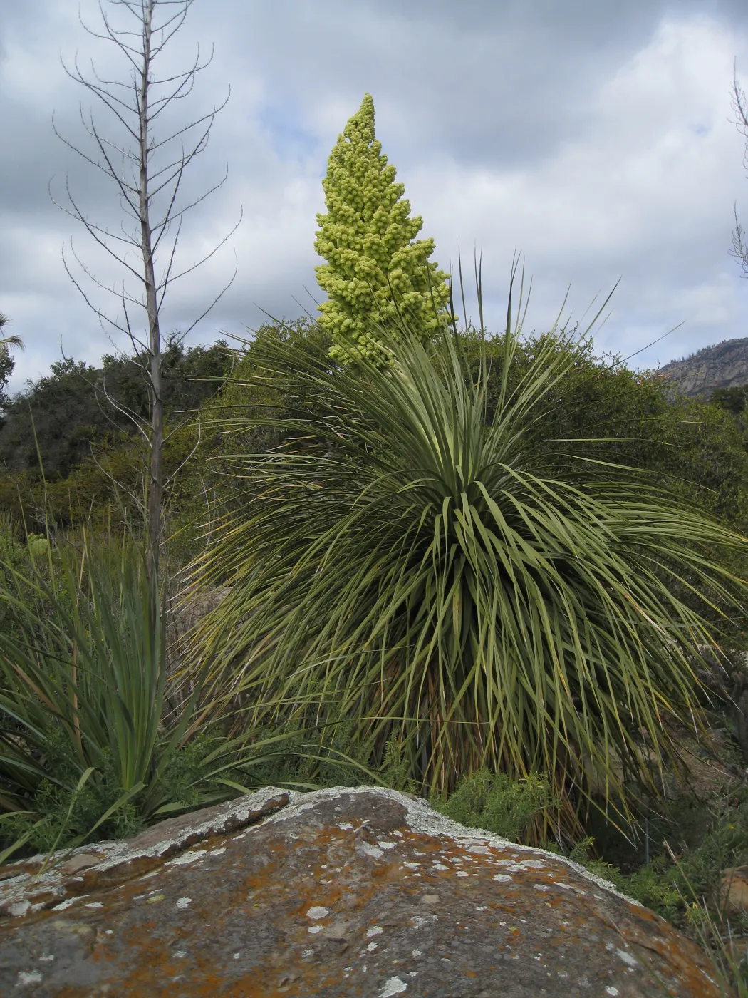 Nolina parryi in flower in the Desert section