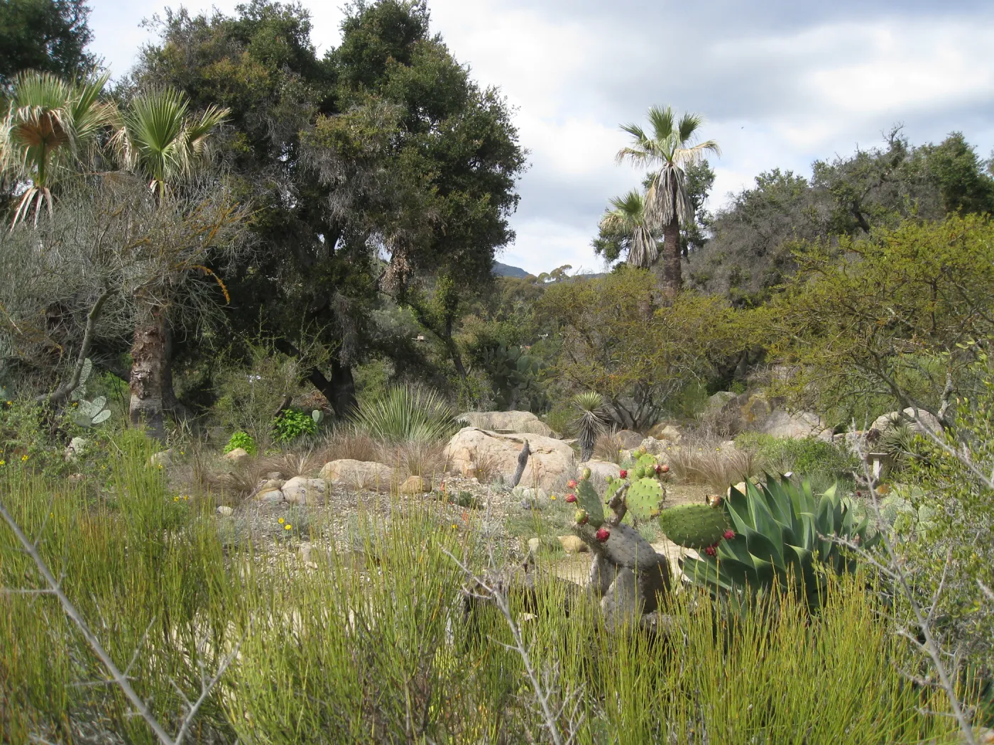 Desert Section