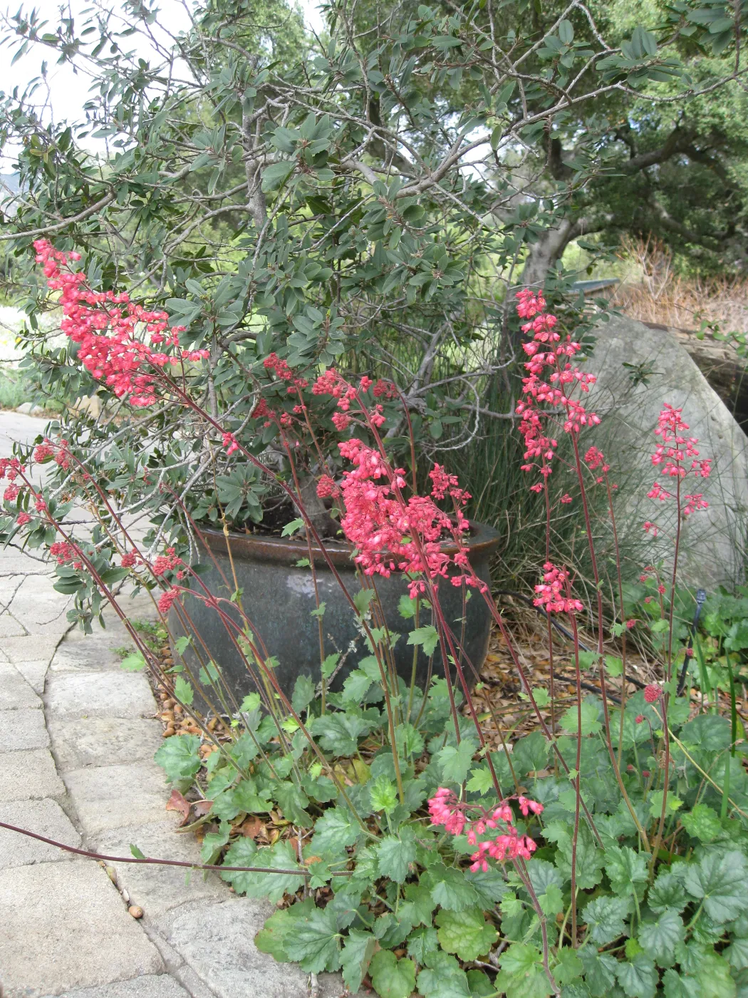 Heuchera cv Dainty Bells at the entrance