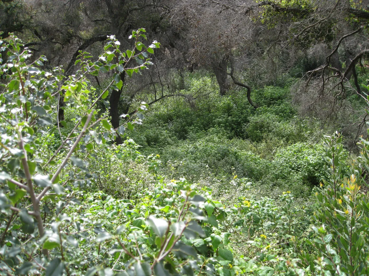 Canyon sunflower masses in the canyon two years after Jesusita Fire
