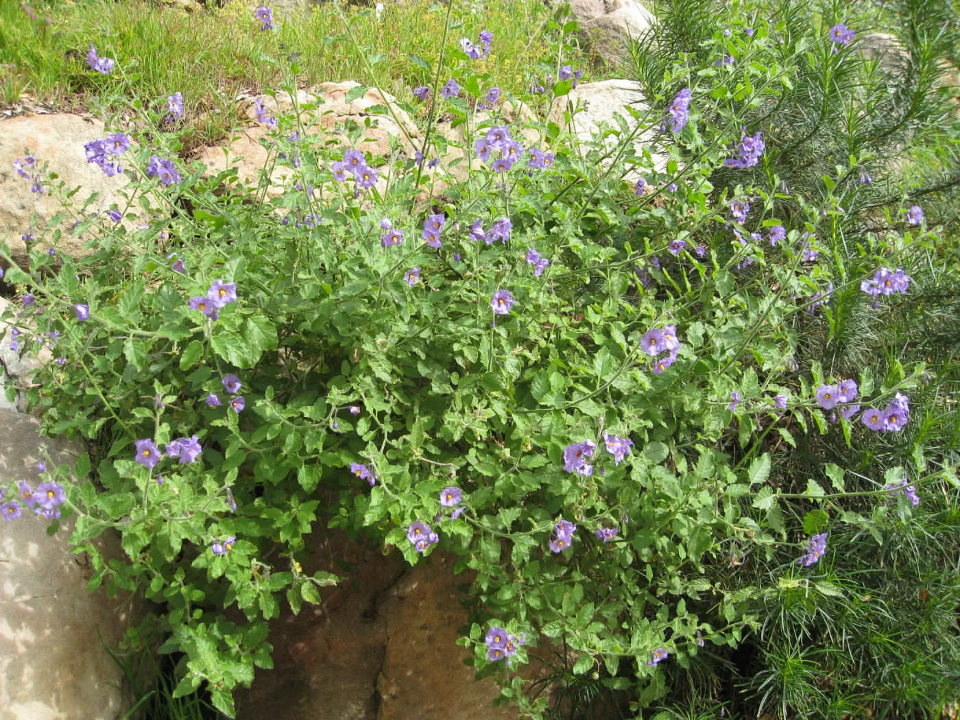 Solanum xantii along Campbell Trail