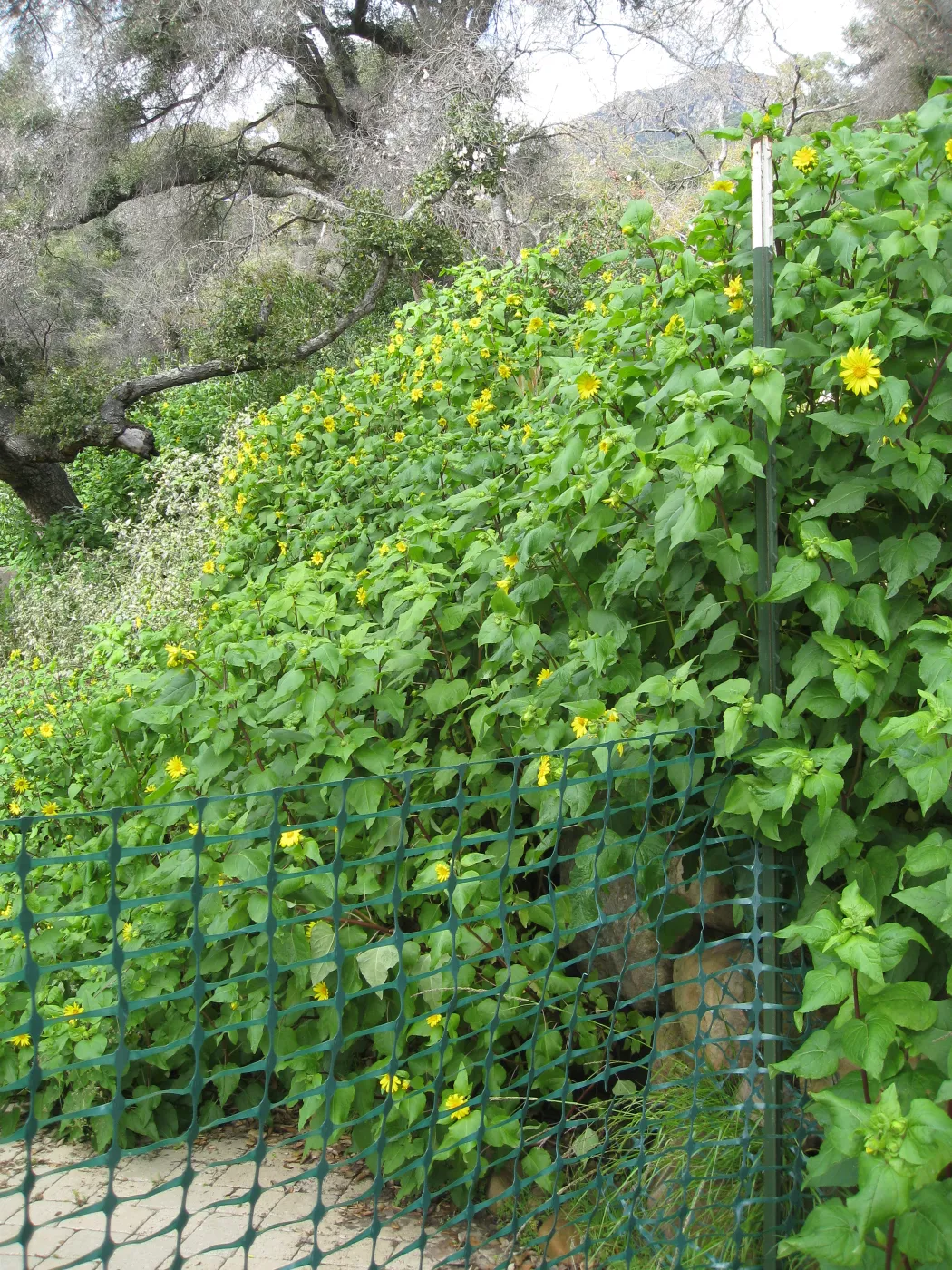 Canyon sunflower along Campbell Trail