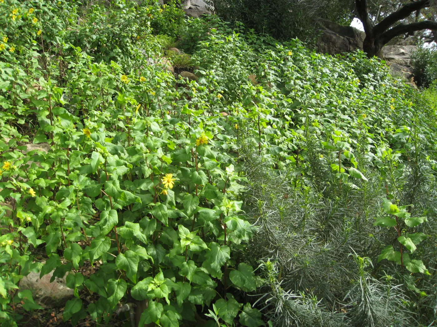 Canyon sunflower along Campbell Trail