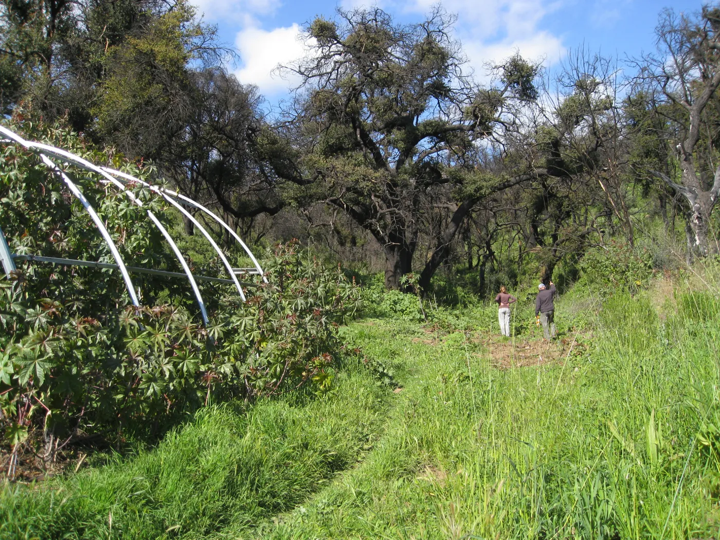 Greenhouse frame at the Cavalli property filled with castor bean
