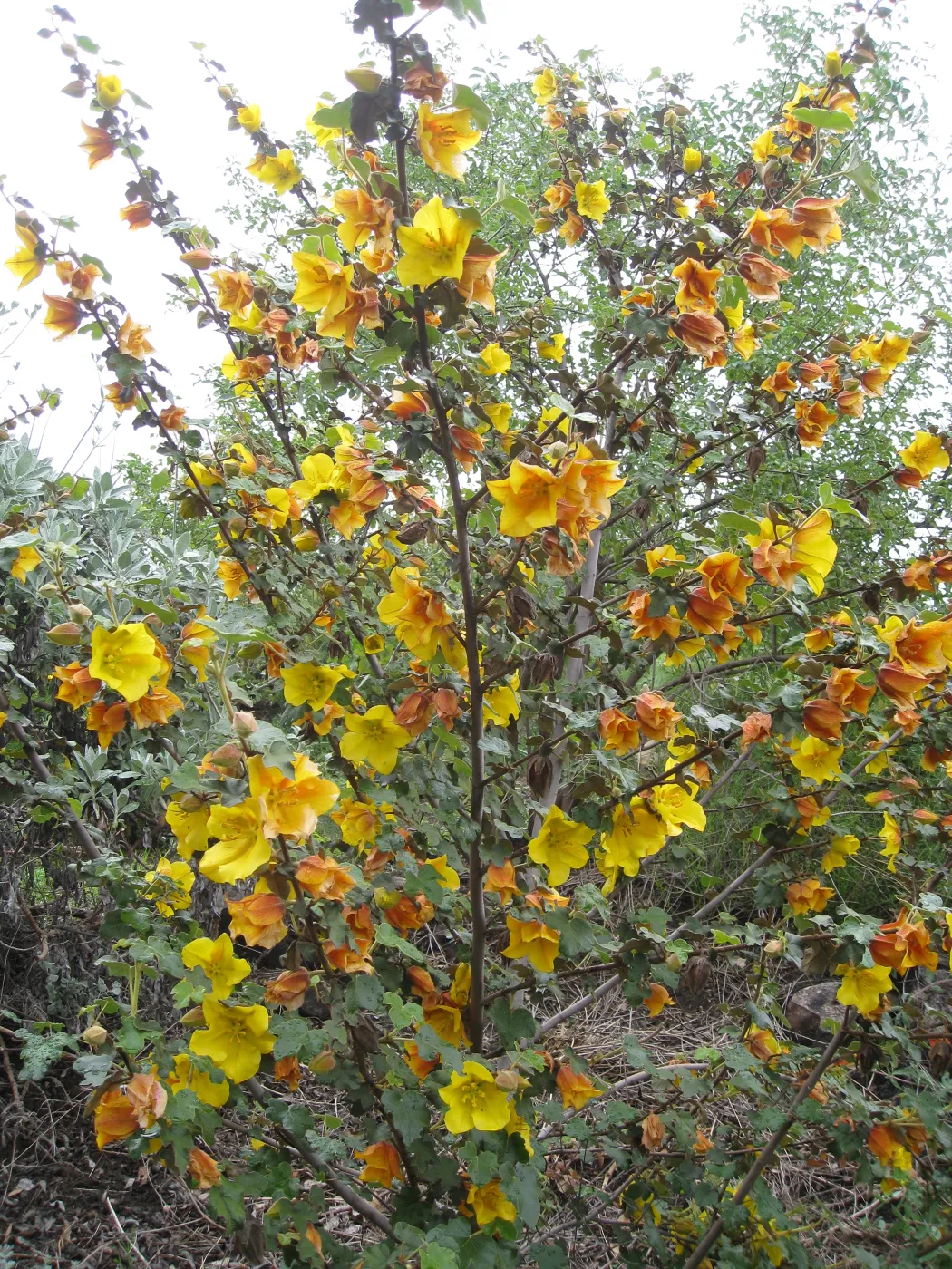 Fremontodendron cv Pacific Sunset on the Porter Trail
