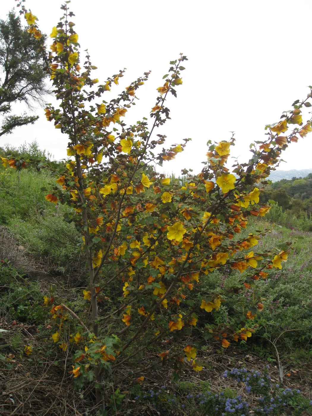 Fremontodendron cv Pacific Sunset on the Porter Trail