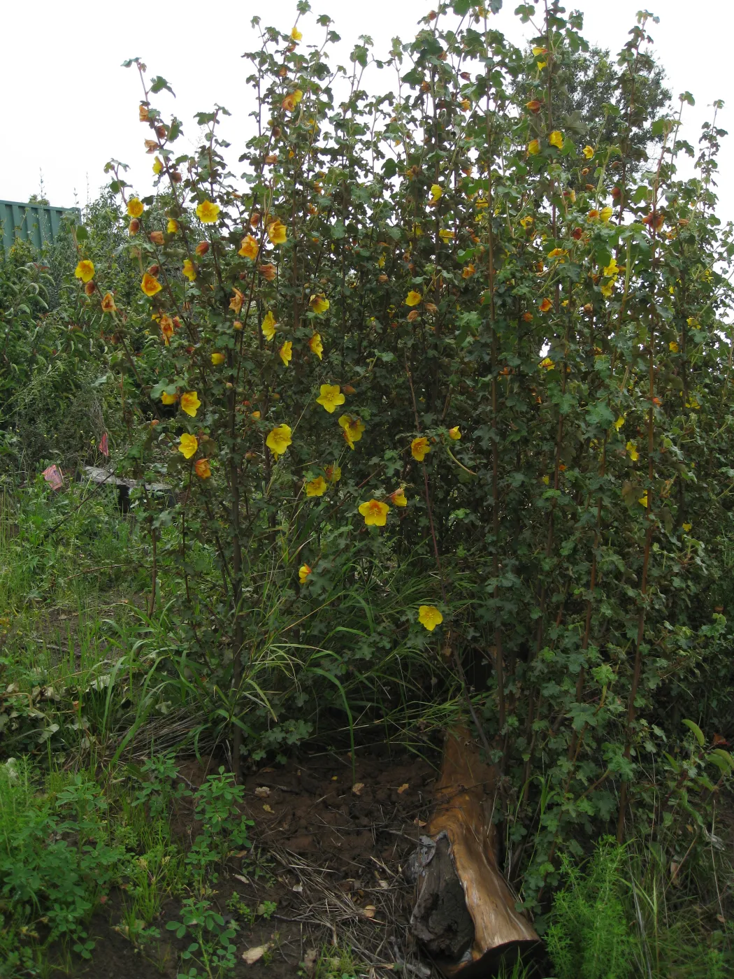 Fremontodendron cv. Pacific Sunset on the Porter Trail