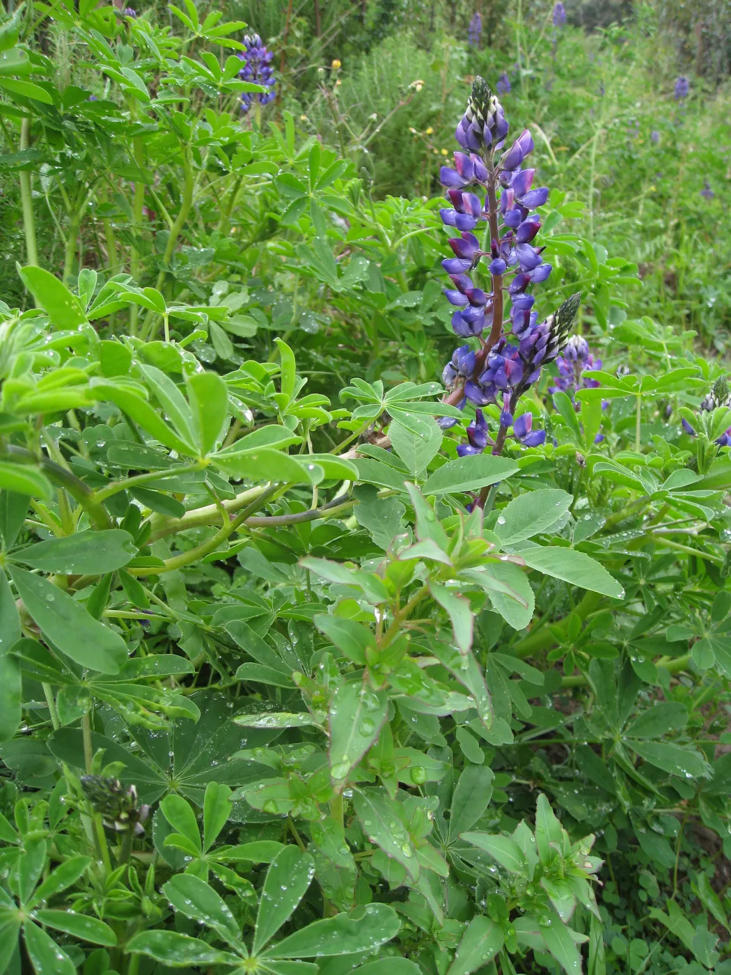 Lupinus succulentus on the Porter Trail