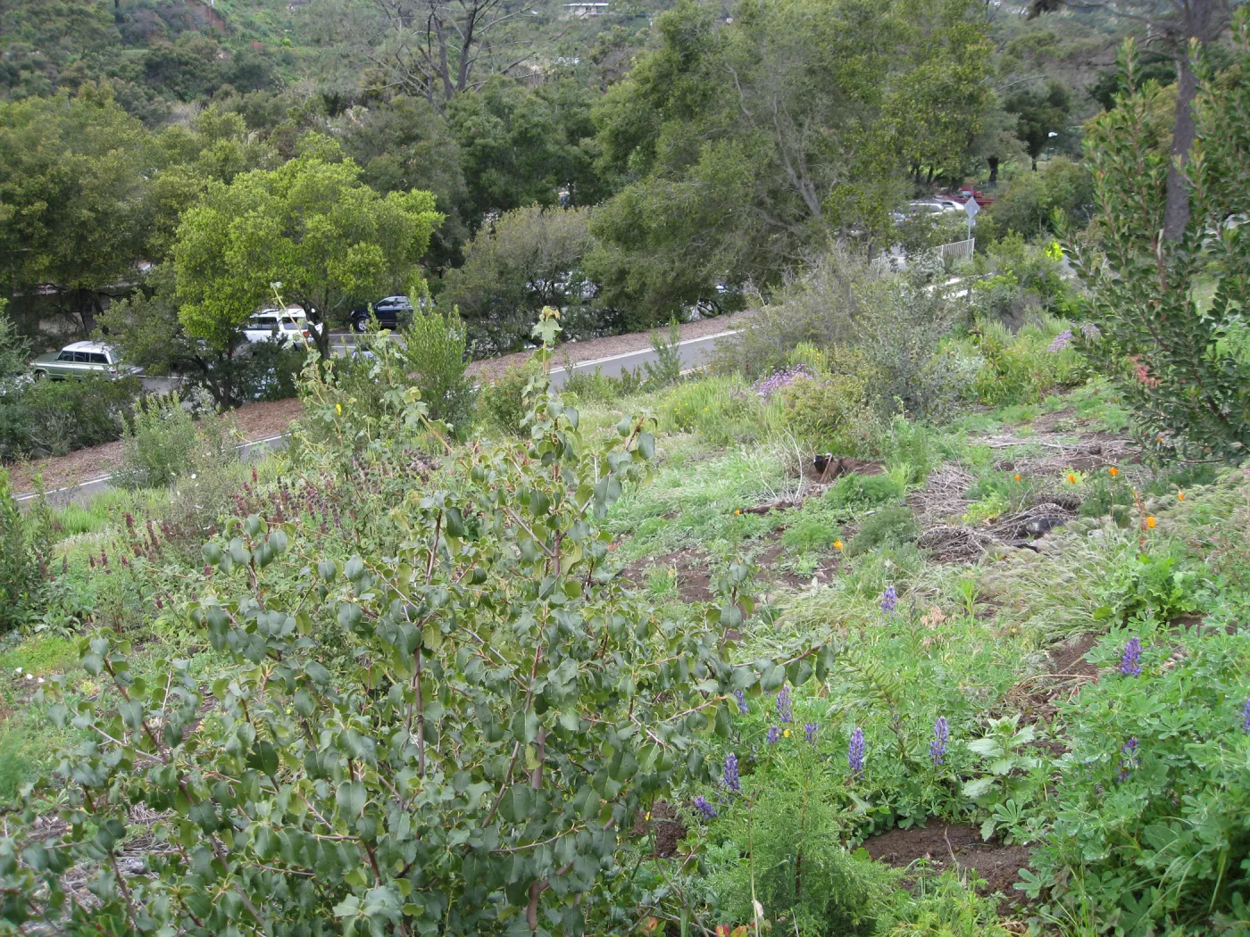 Burned Cypress Section looking west to Mission Canyon Rd