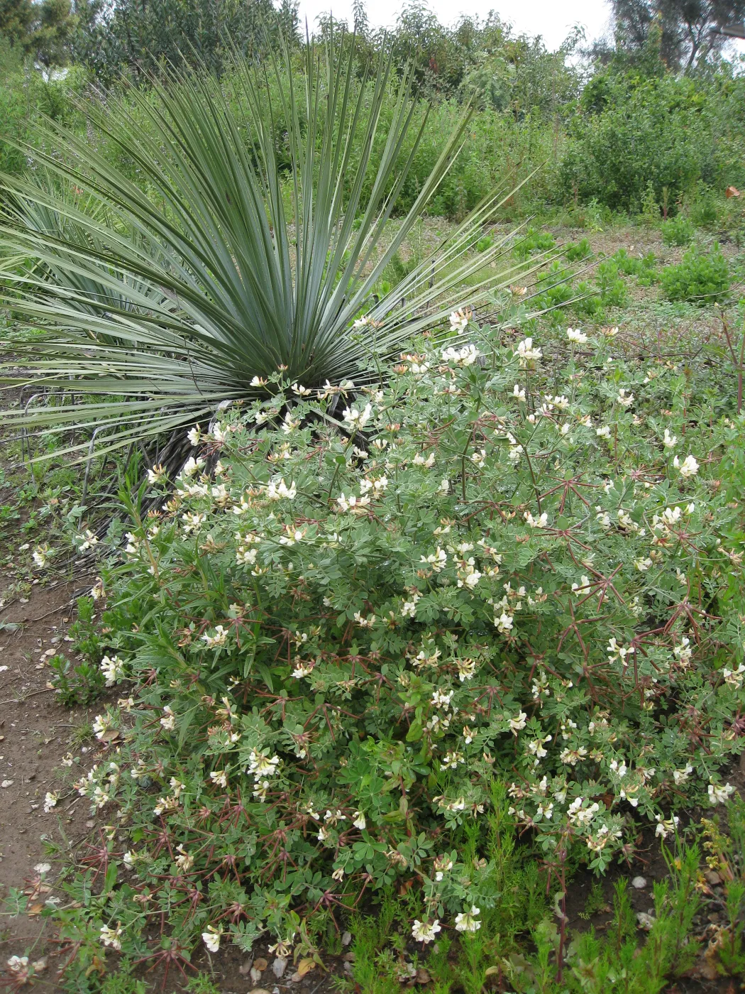 Lotus grandiflorus, Yucca whipplei on Porter Trail