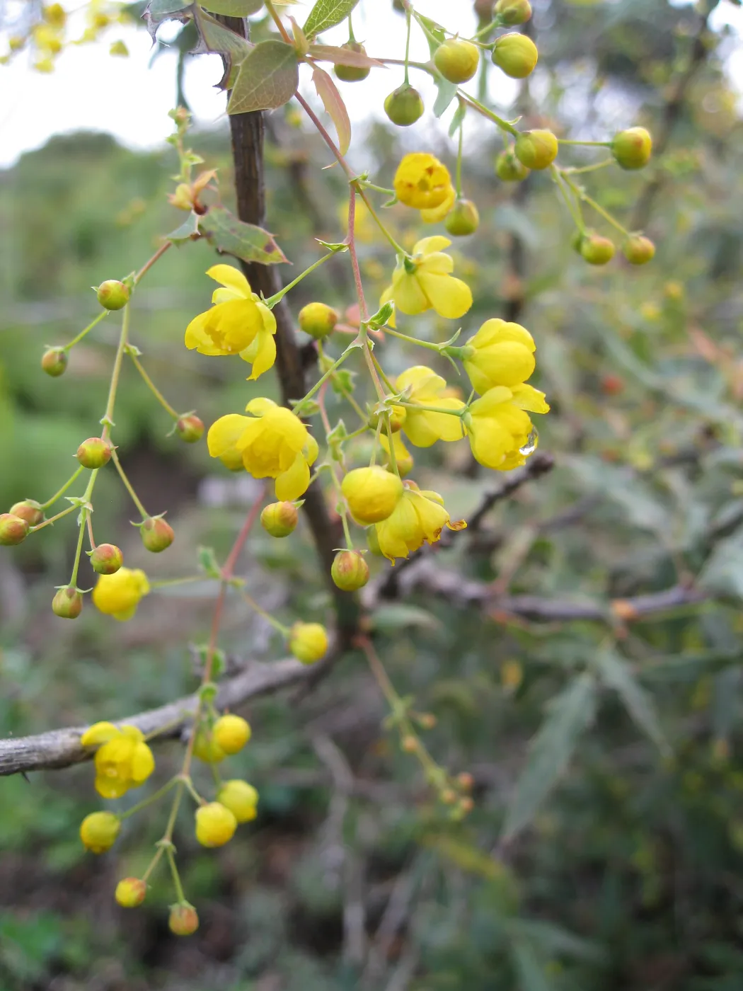 Berberis
