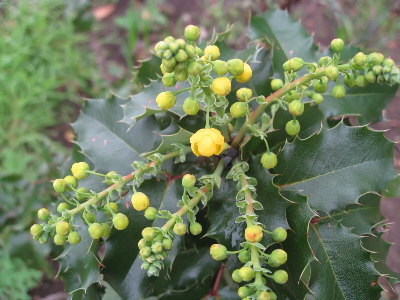 Berberis