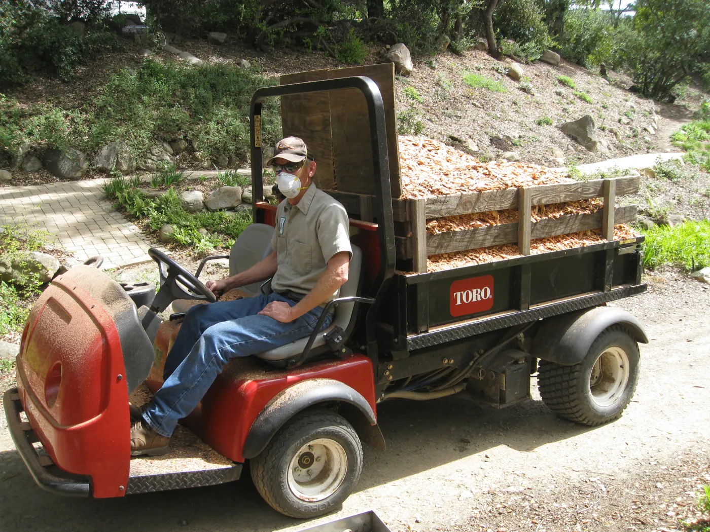 Chips from removal of bigcone spruce in Manzanita Section