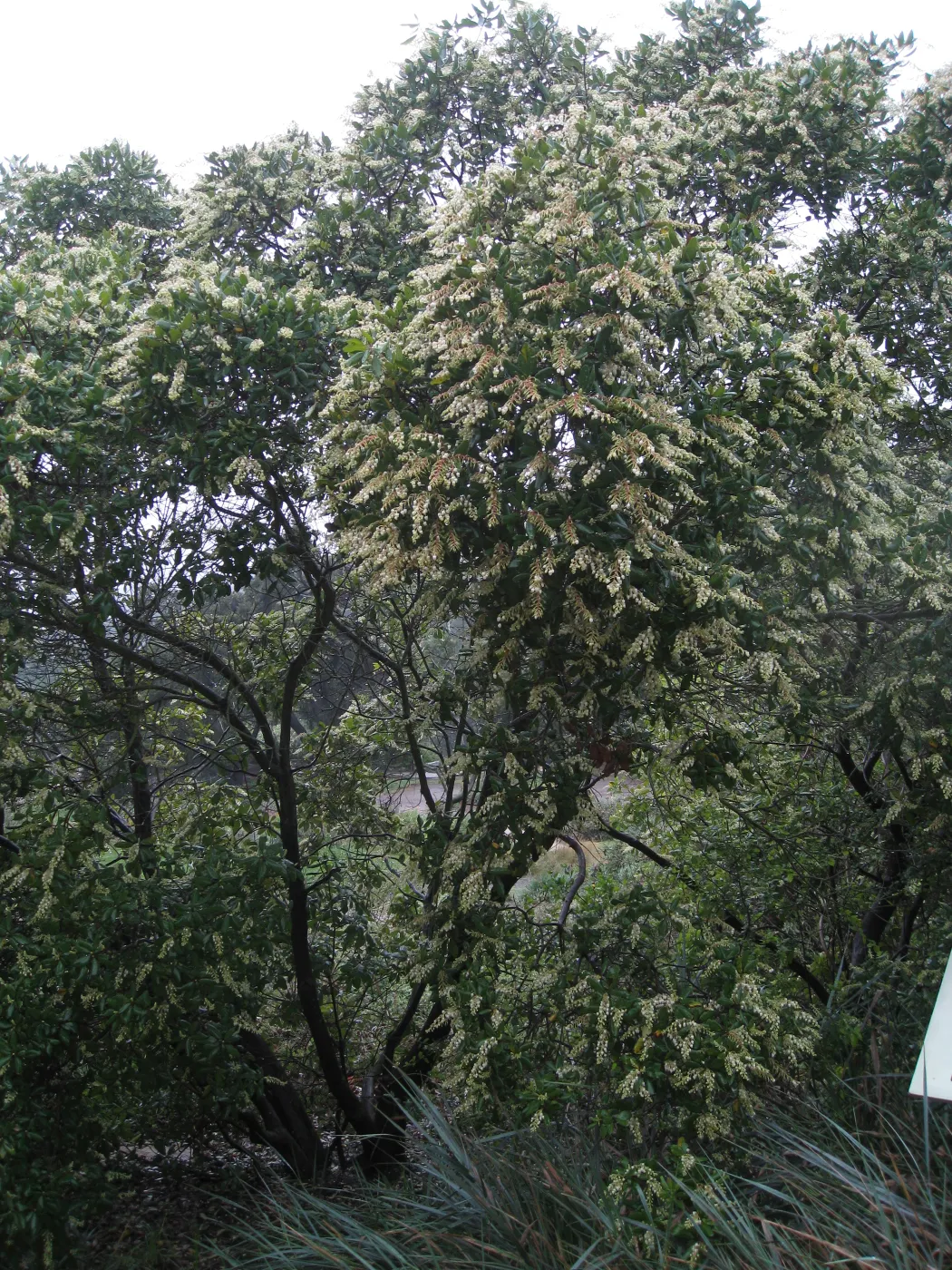 Comarostaphylis diversifolia in the Meadow border