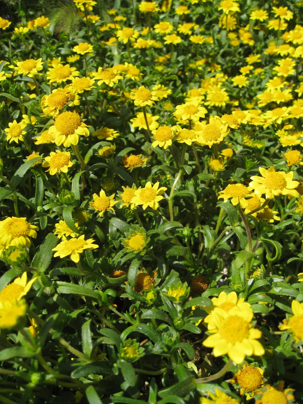 Anacapa Island, Lasthenia californica