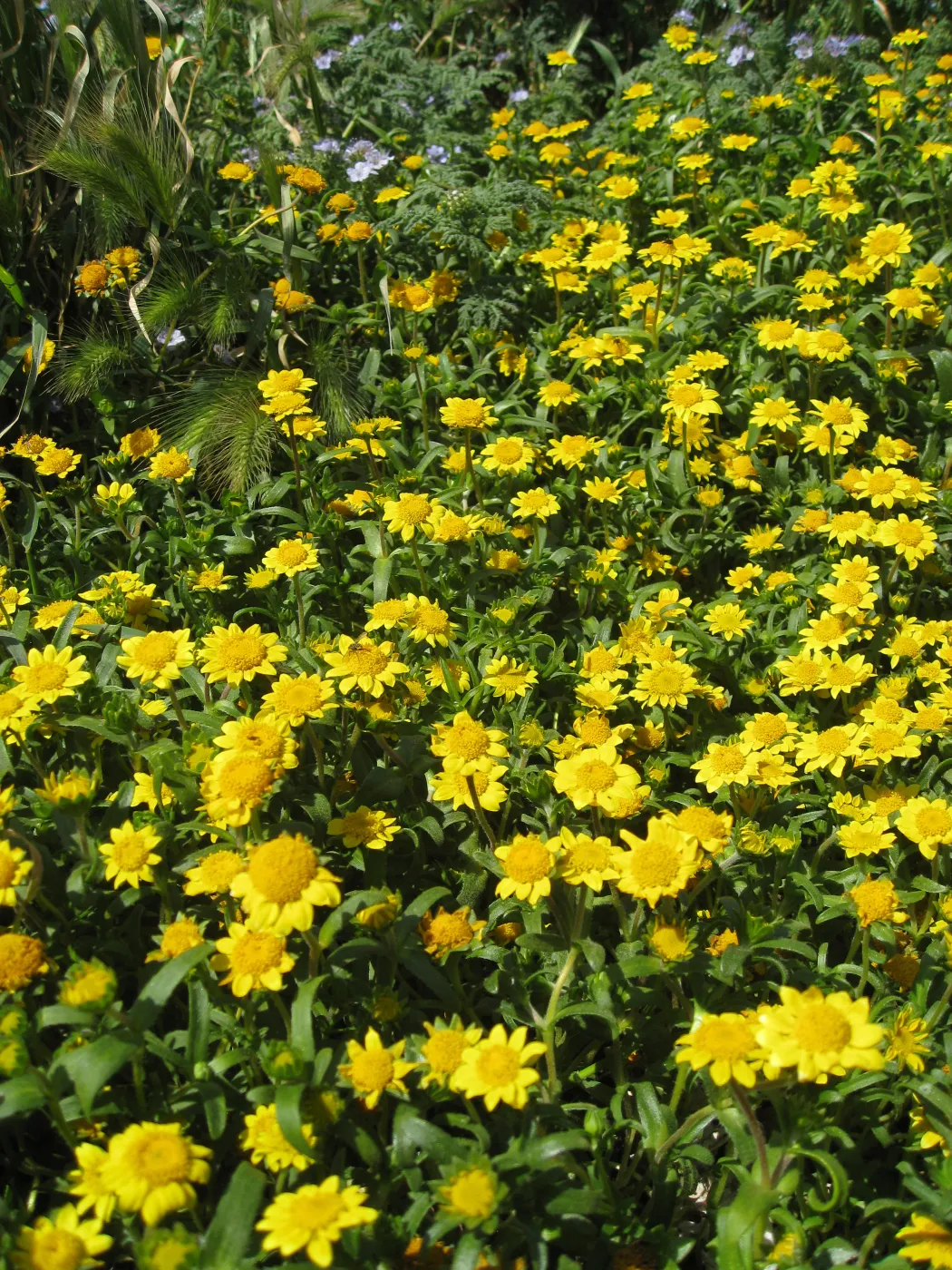 Anacapa Island, Lasthenia californica