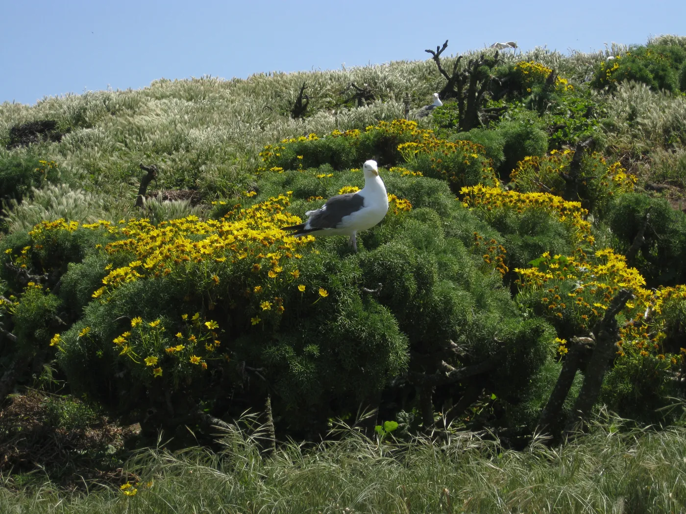 Anacapa Island, western gull setting up territory on Coreopsis gigantea