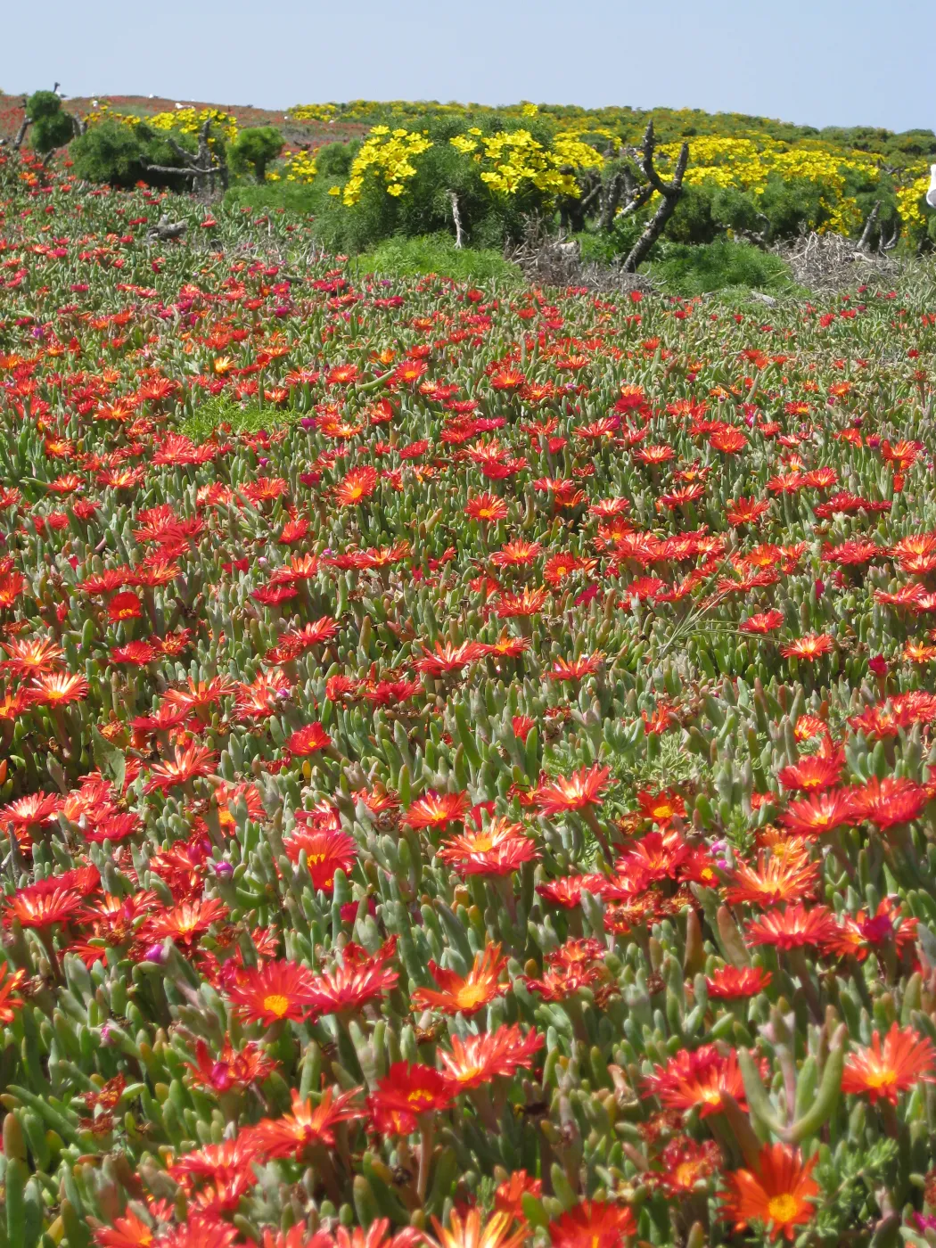 Anacapa Island, Carpobrotus
