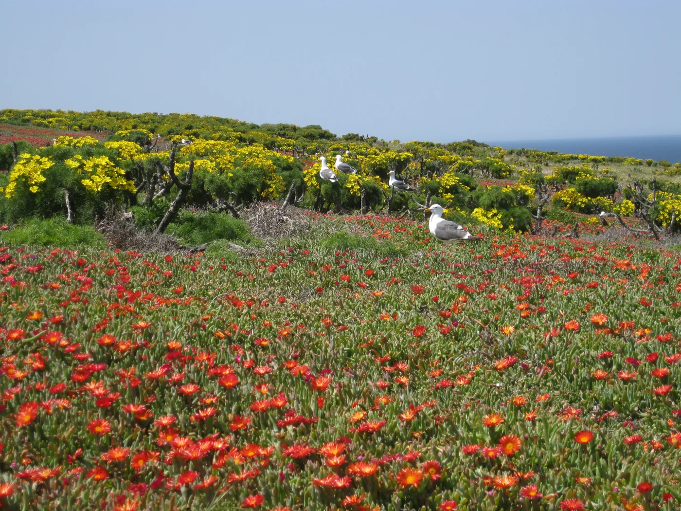 Anacapa Island, Coreopsis gigantea, Carpobrotus, Western Gulls