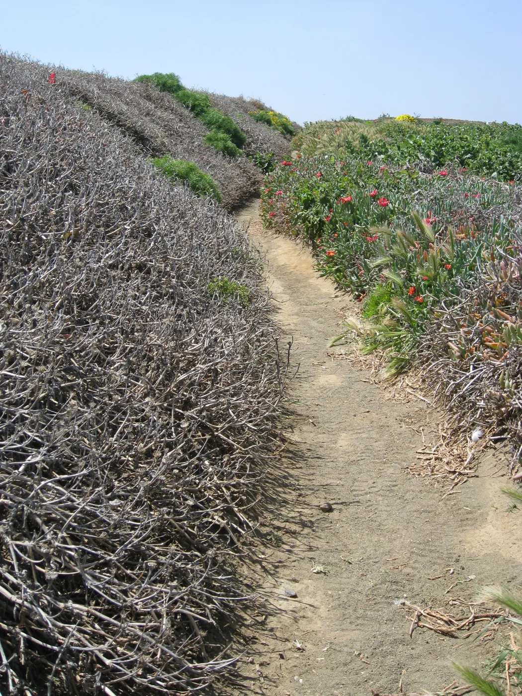 Anacapa Island, showing effects of eforts to control Carpobrotus