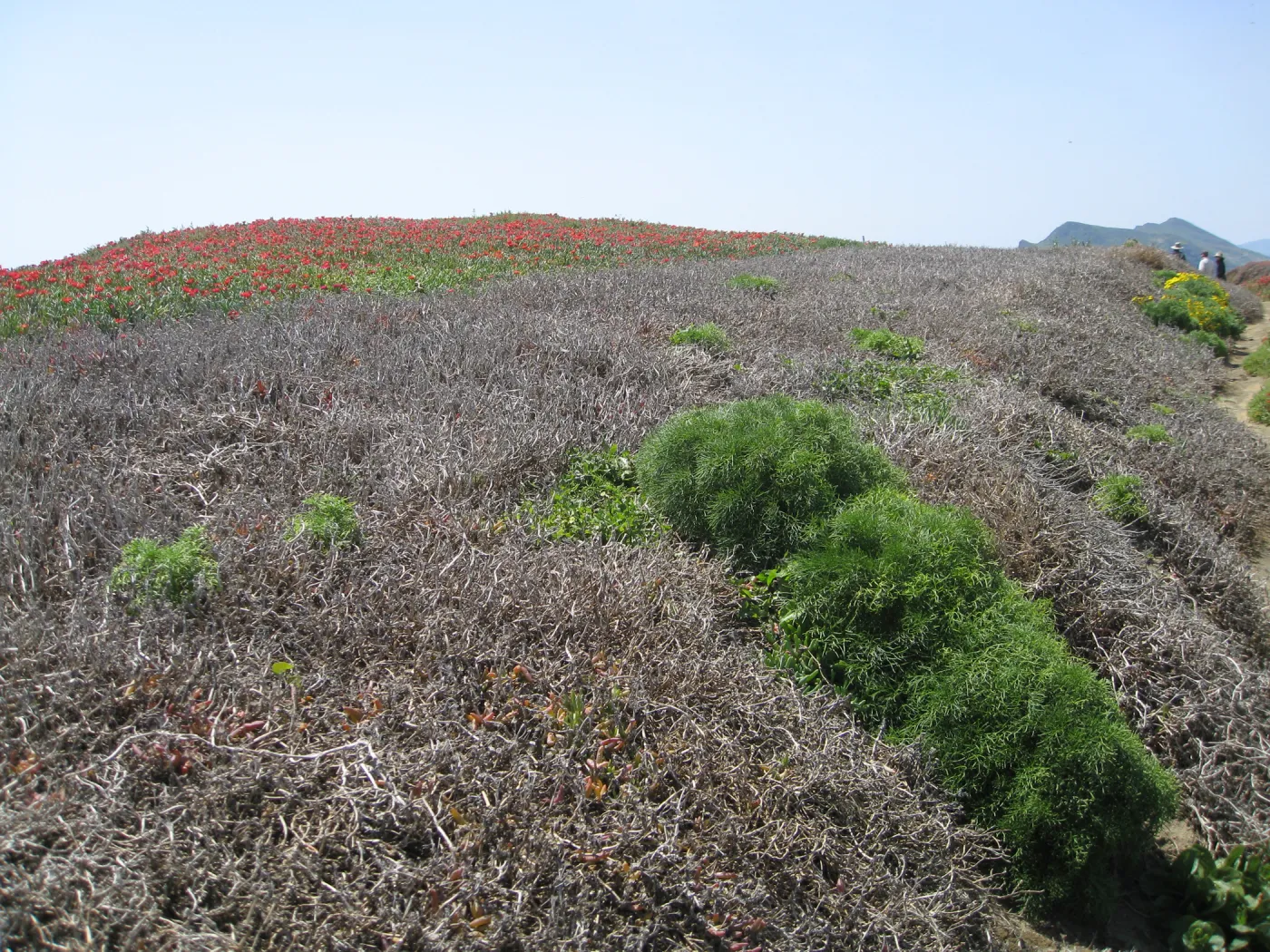 Anacapa Island, showing effects of eforts to control Carpobrotus
