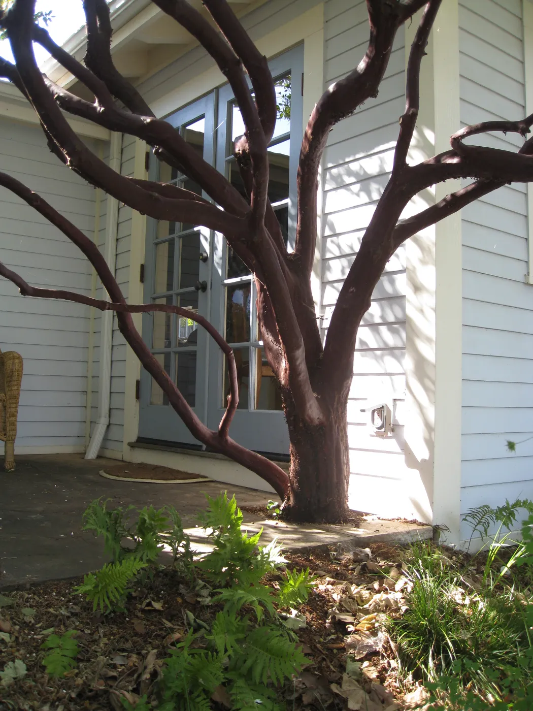 Manzanita in front of Mary Carroll's house