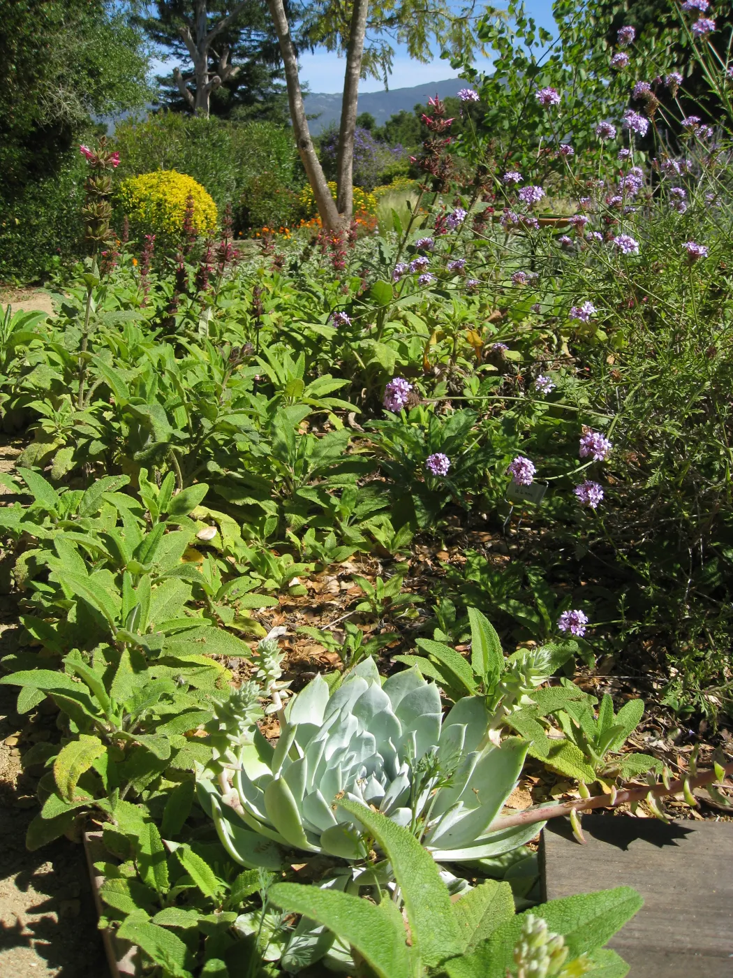 Kolstad Garden, Dudleya brittonii