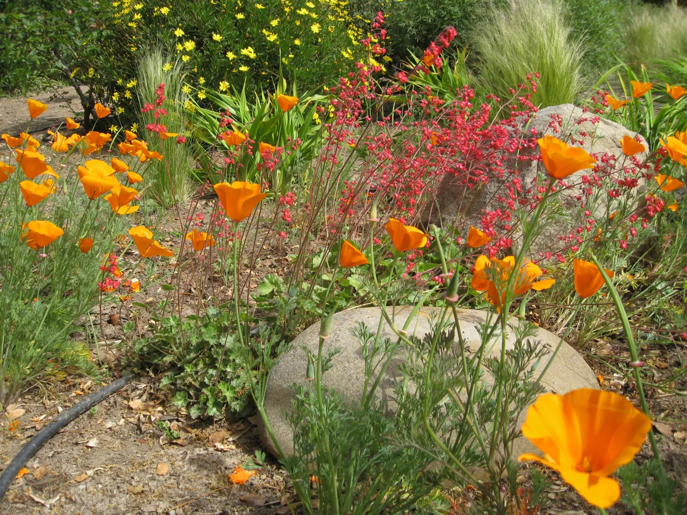 Kolstad Garden, California poppy, Heuchera