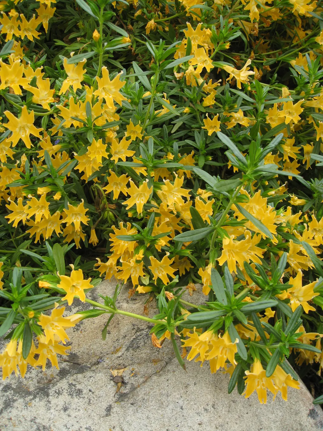Mimulus bifidus, 99-118, along parking lot bank