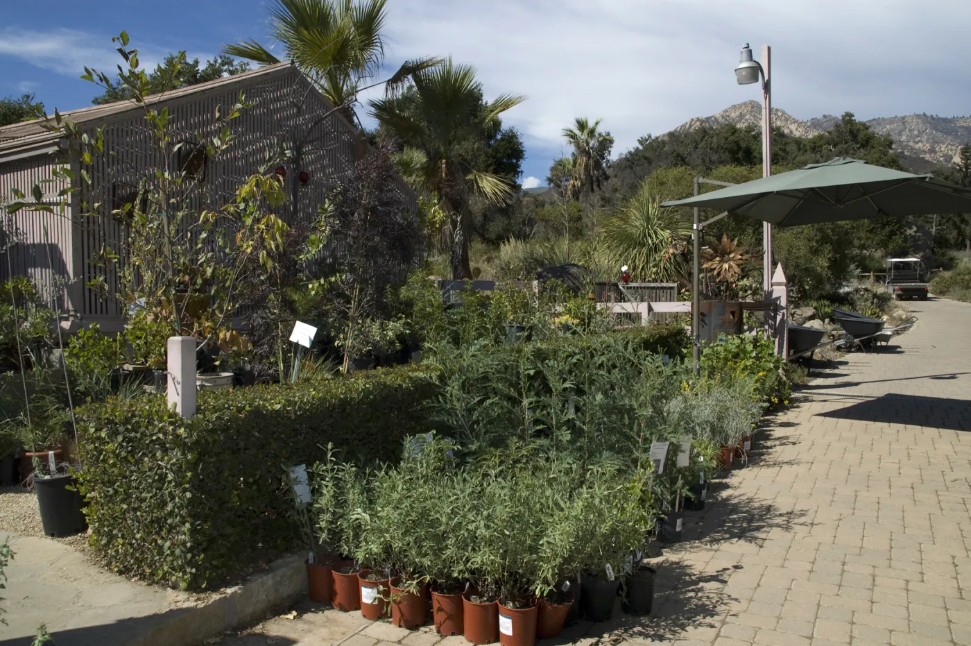 Garden Growers Nursery, SBBG Fall Plant Sale, 2010