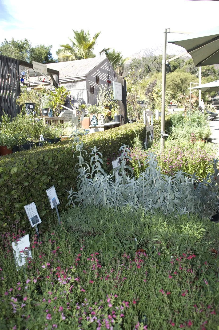 Salvia, Garden Growers Nursery, SBBG Fall Plant Sale, 2010