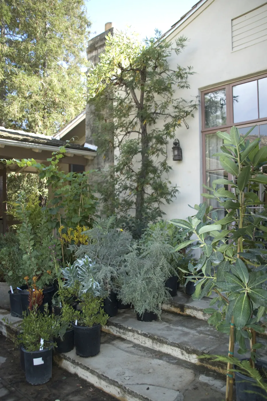 large pots, Library steps, SBBG Fall Plant Sale, 2010