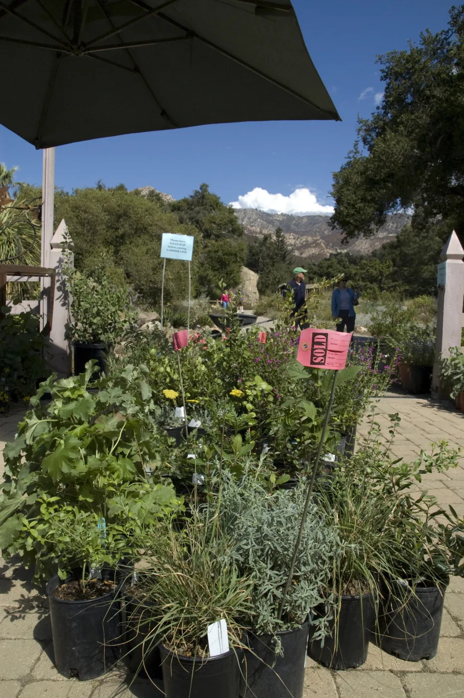 SOLD, plants in the Courtyard, SBBG Fall Plant Sale, 2010