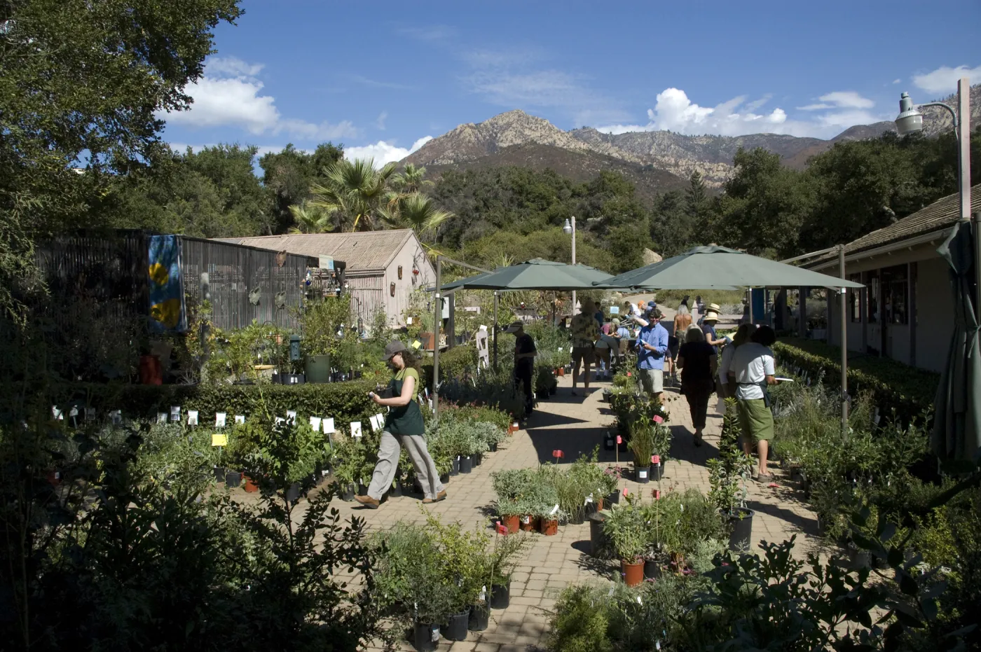 Courtyard, Garden Growers Nursery, SBBG Fall Plant Sale, 2010
