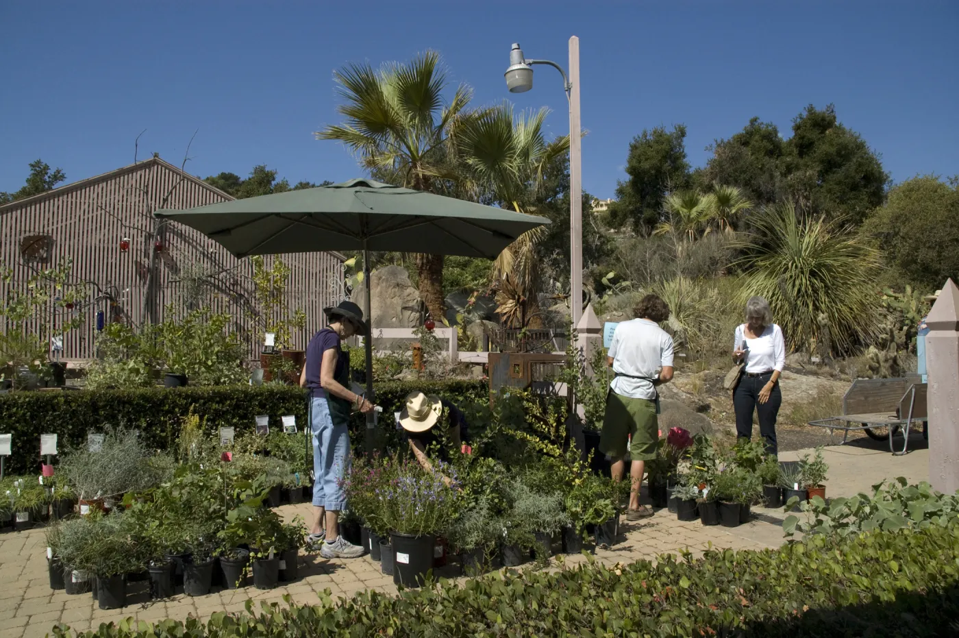 Courtyard, Garden Growers Nursery, SBBG Fall Plant Sale, 2010
