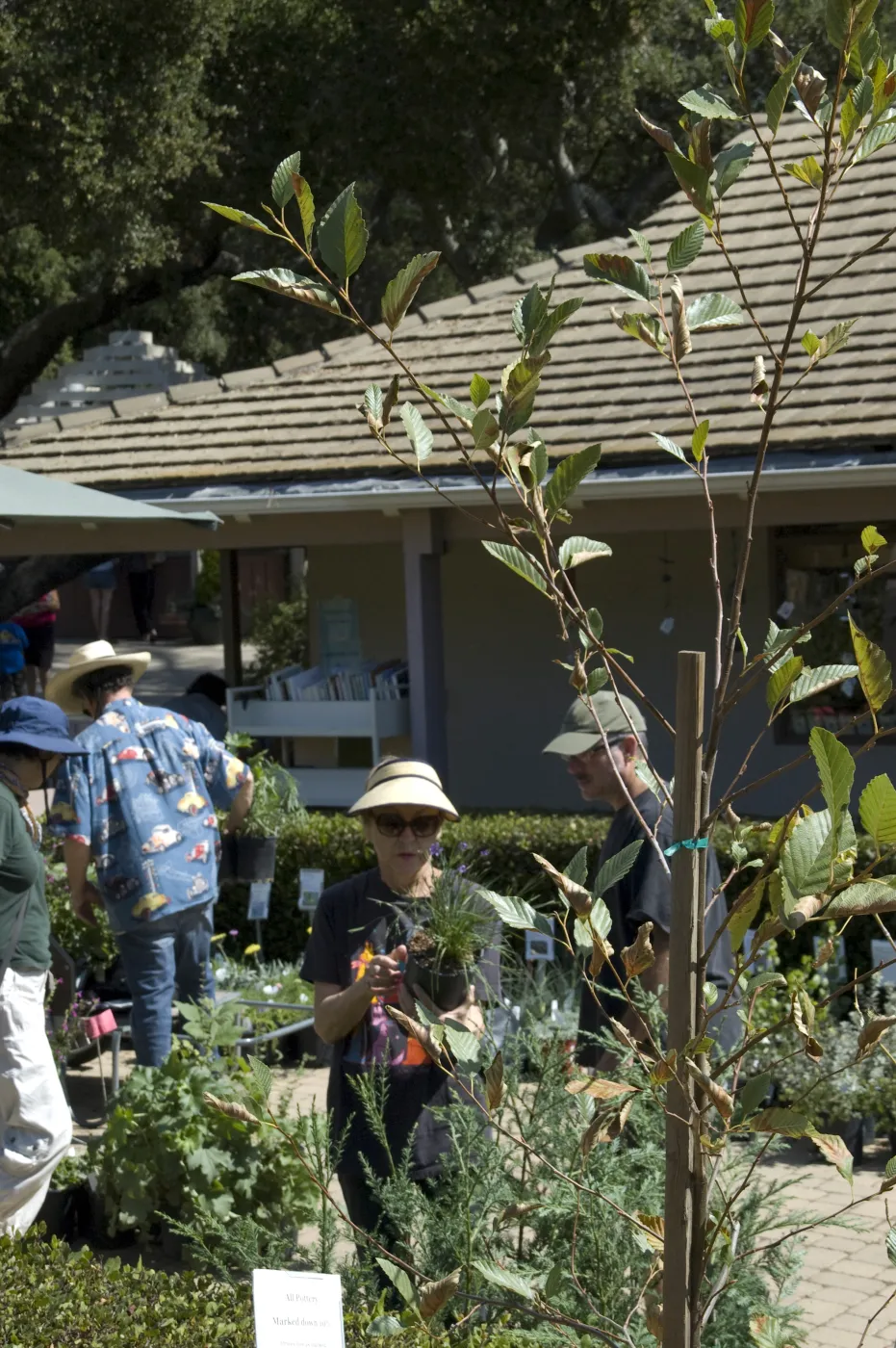 Courtyard, SBBG Fall Plant Sale, 2010